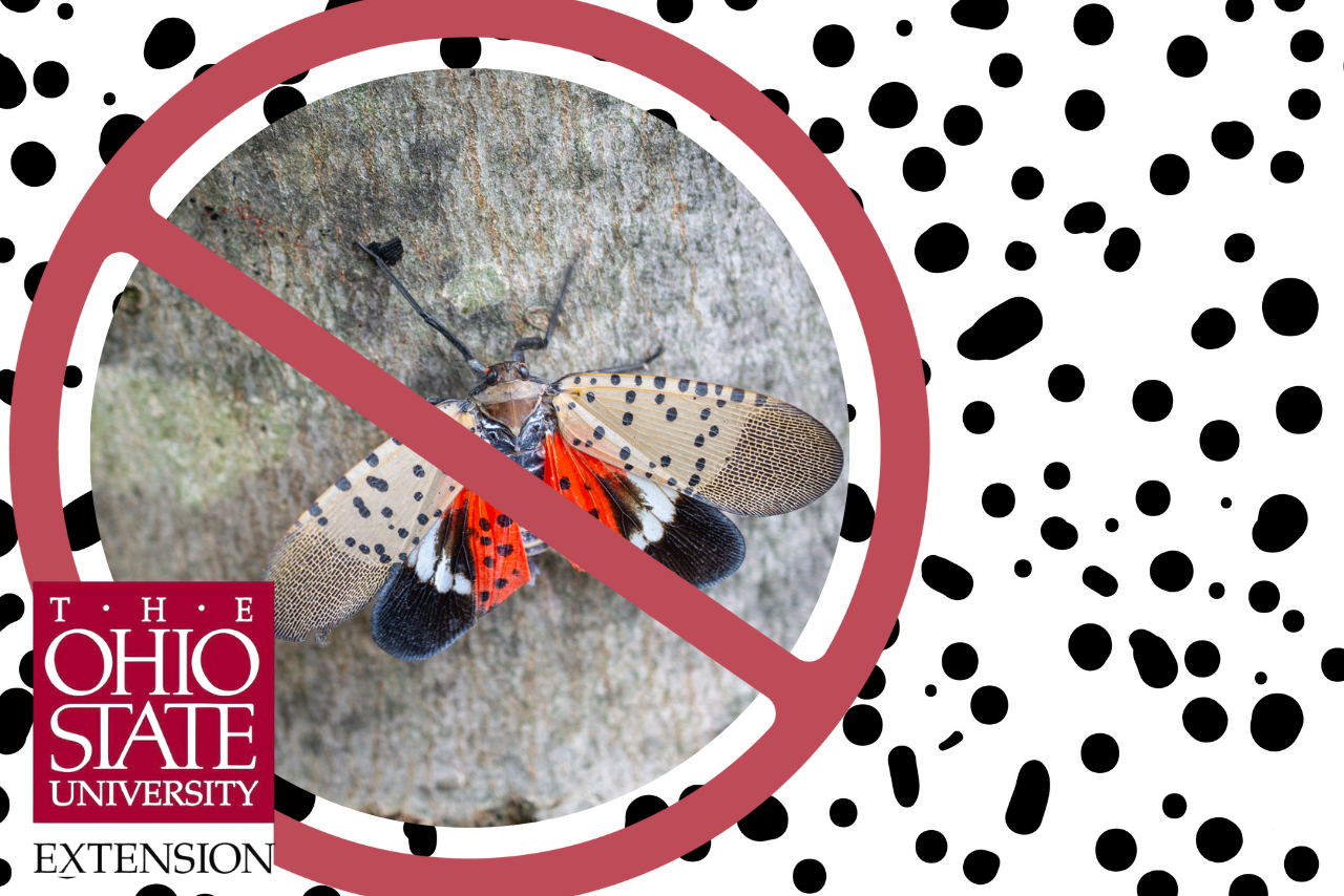 We see a picture of the invasive spotted lanternfly. 