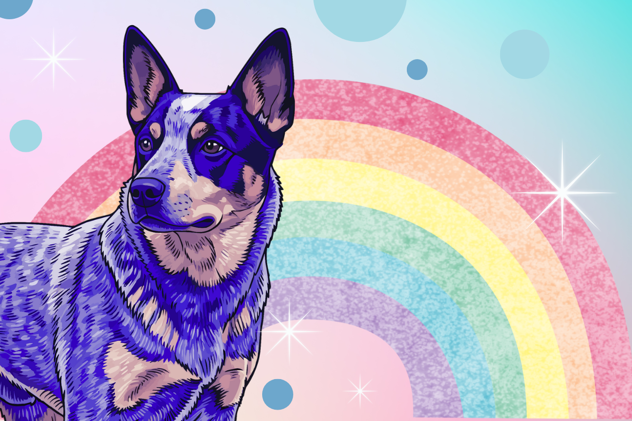 The blue puppy enjoys a rainbow background