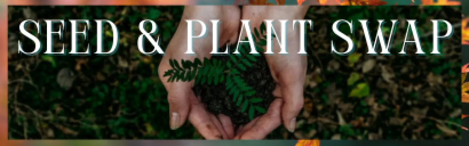 Hands holding seeds and plants 